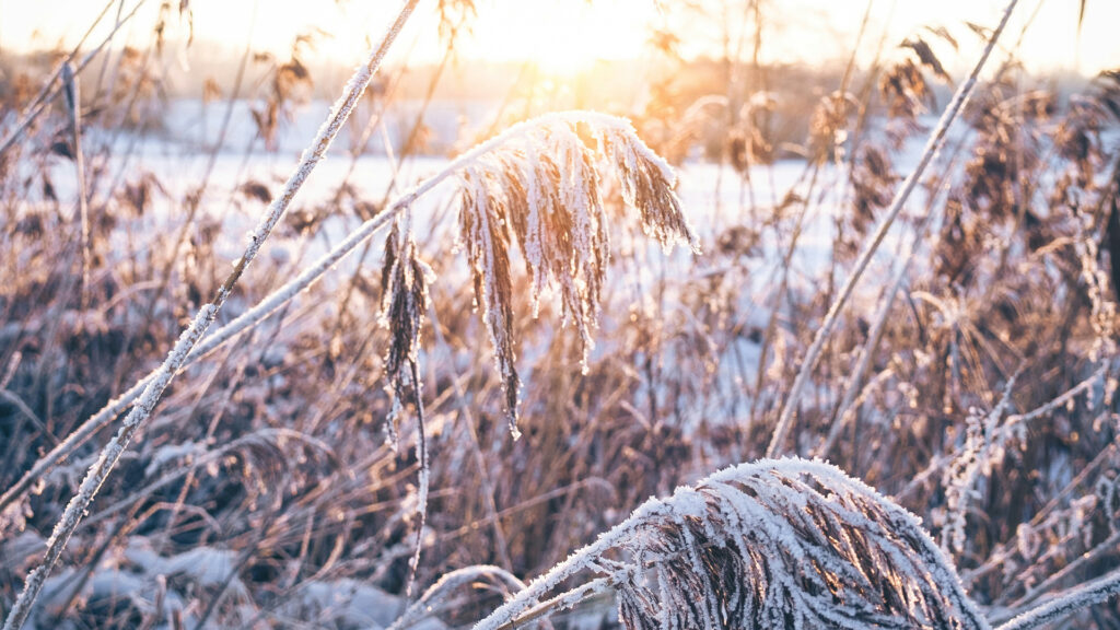 Ruth 1: Love That Won’t Let Go