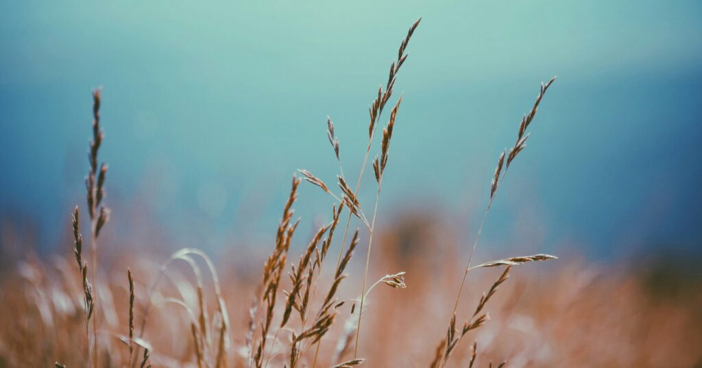 Jesus is the Lord of the Harvest